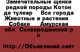 Замечательные щенки редкой породы Котон де тулеар  - Все города Животные и растения » Собаки   . Амурская обл.,Сковородинский р-н